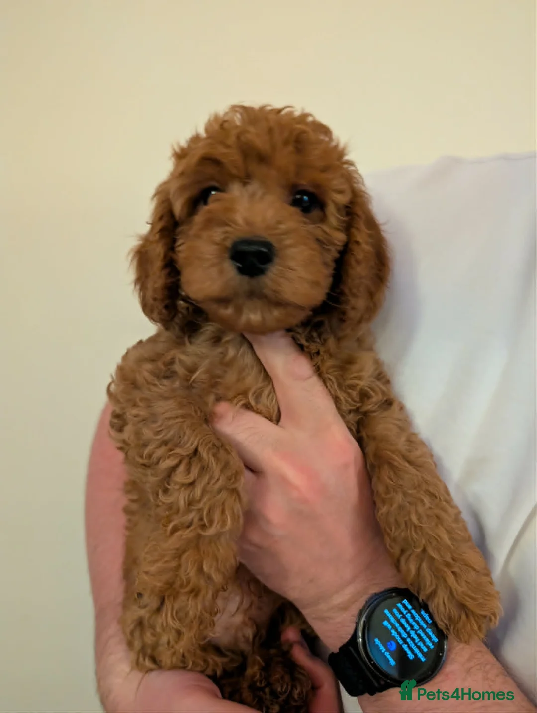 Cockapoo dogs for sale: Cockapoo Puppies (F2) - Advert 2