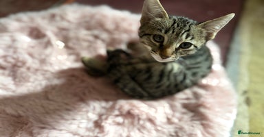 Savannah cats - Advert 1