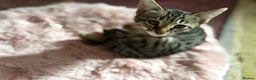 Savannah cats for sale: Savannah SBT adorable silver spotted boys and girl - Advert 3