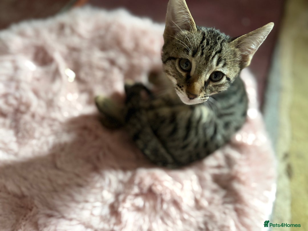 Savannah cats for sale: Savannah SBT adorable silver spotted boys and girl - Image 3