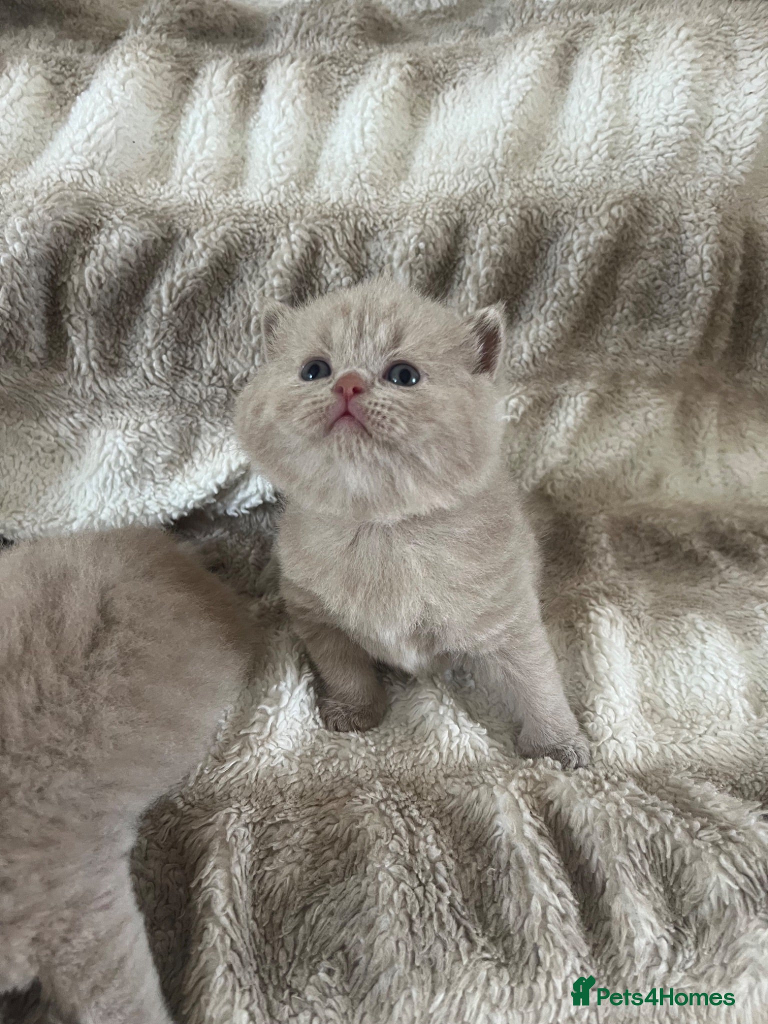 British Shorthair cats Beautiful Gccf reg British short hair  - Advert 1