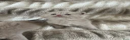 British Shorthair cats for sale: Beautiful Gccf reg British short hair  in Wolverhampton - Advert 1