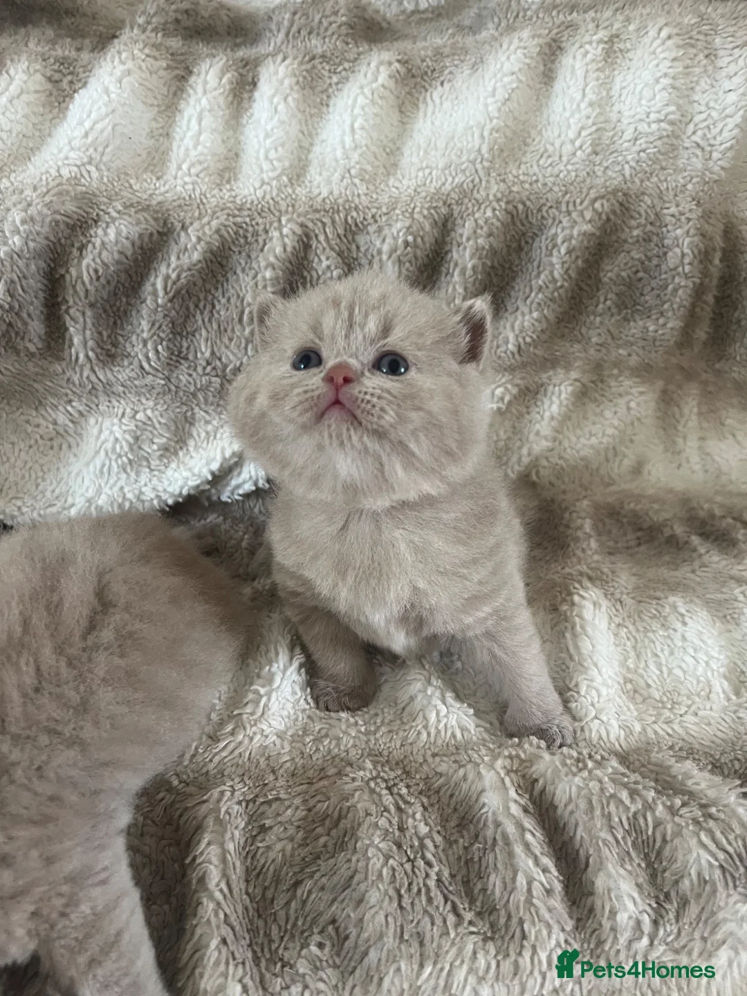 British Shorthair cats for sale: Beautiful Gccf reg British short hair  in Wolverhampton - Advert 1