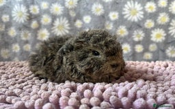 Guinea Pig rodents for sale: GORGOUS PAIR OF ALPACA BOYS🩵🩵 - Image 6