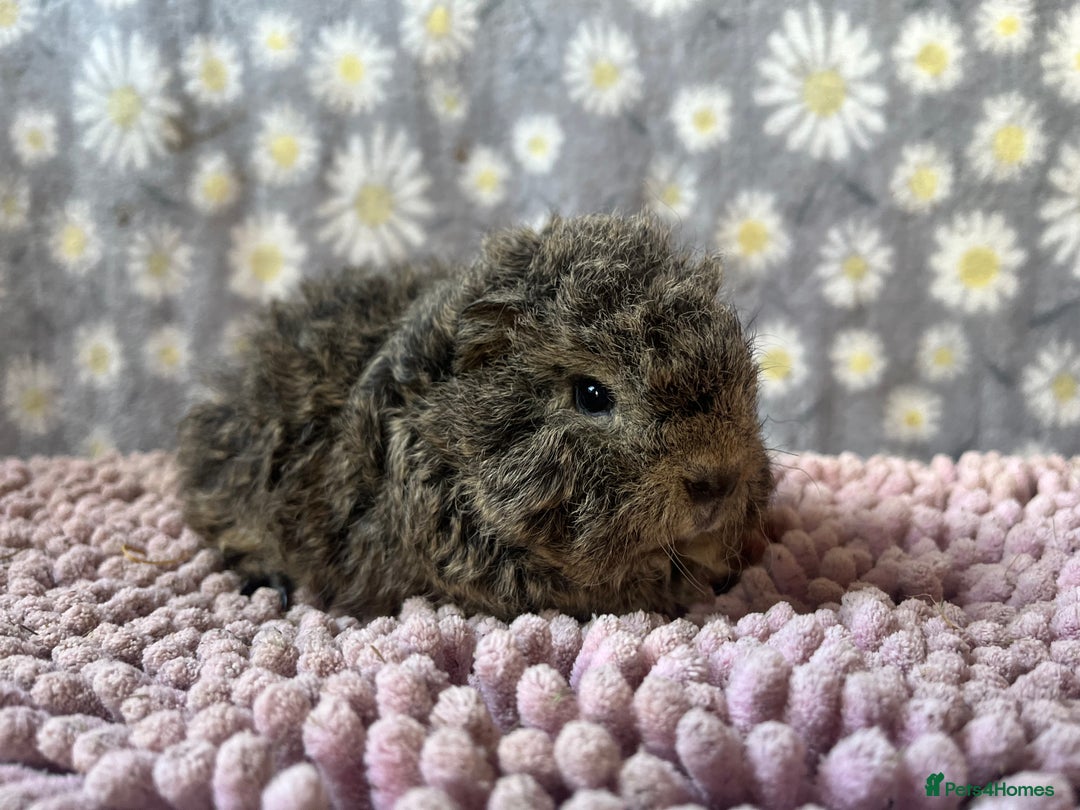 Guinea Pig rodents for sale: GORGOUS PAIR OF ALPACA BOYS🩵🩵 - Image 6