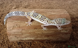 Leopard Gecko reptiles for sale: Beautiful Leopard Gecko Babies – Ready Now! - Image 11