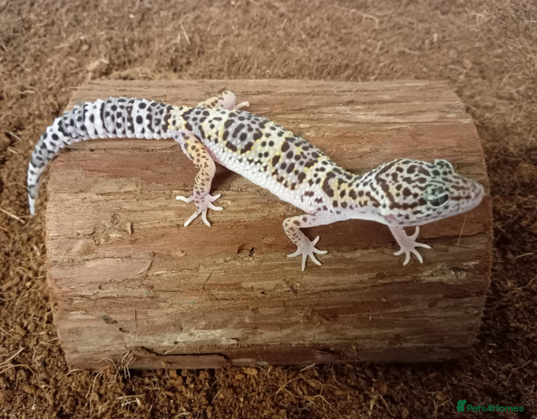 Leopard Gecko reptiles for sale: Beautiful Leopard Gecko Babies – Ready Now! - Image 11