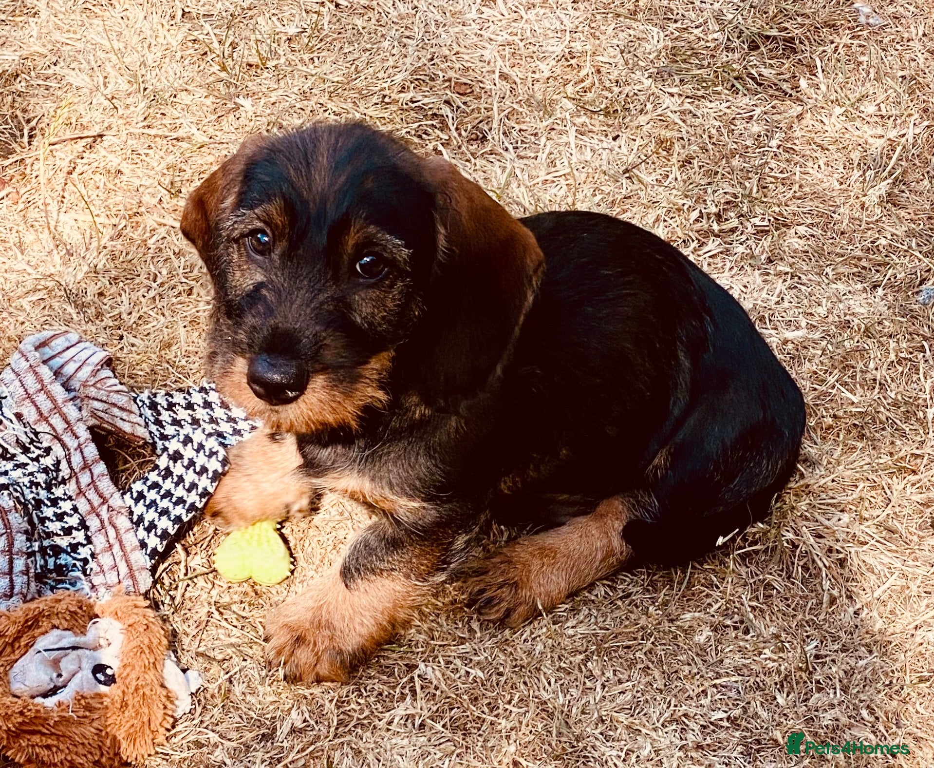 Dachshund dogs Wirehaired Dachshund, Teckel Puppies - Advert 18