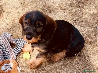 Dachshund dogs Wirehaired Dachshund, Teckel Puppies - Advert 18