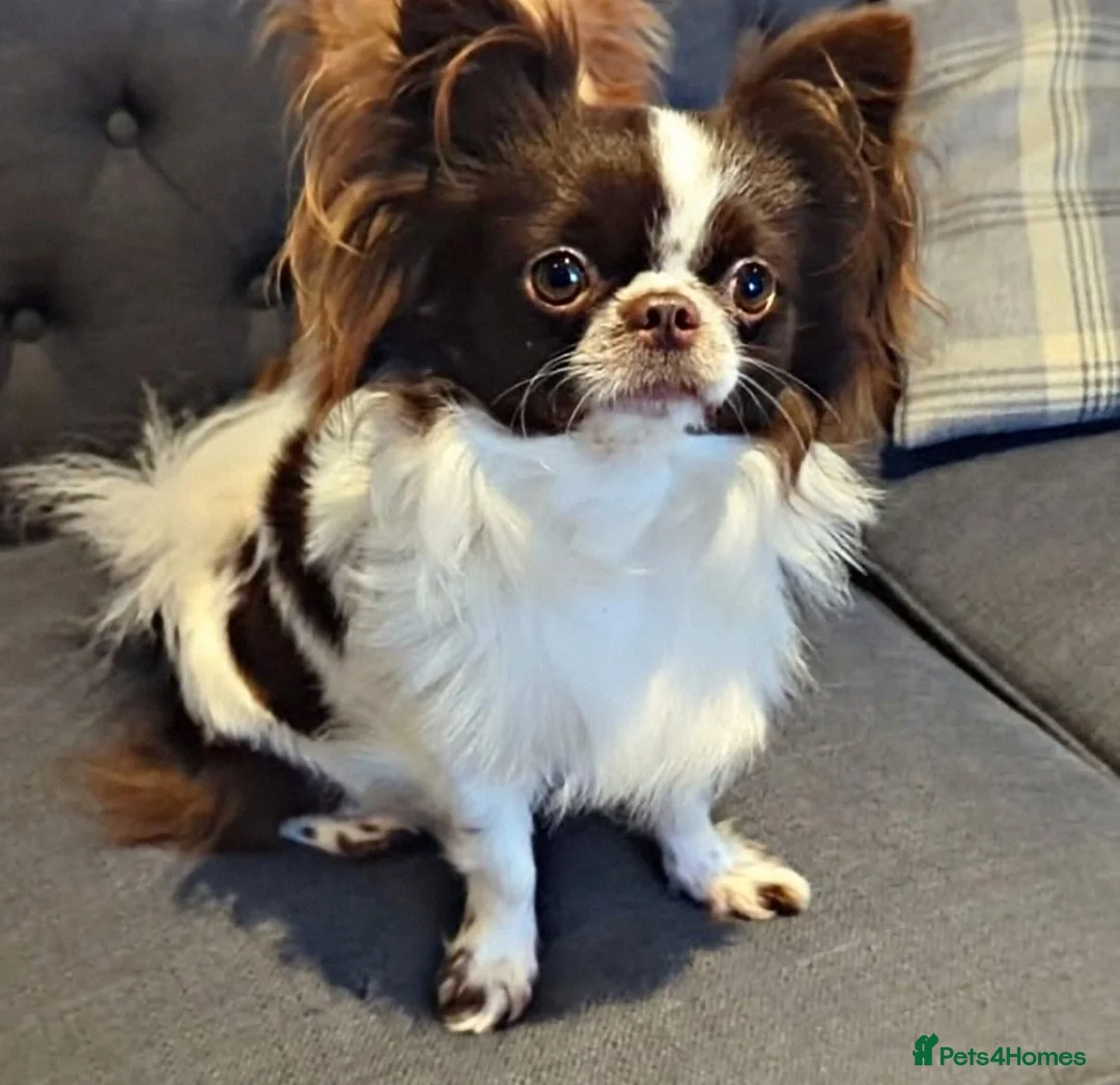 Chihuahua dogs for stud: KC reg-Heath Tested-Proven Stud - Advert 2
