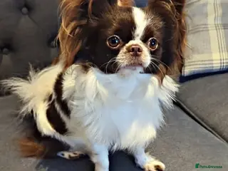 Chihuahua dogs Russian import - Heath Tested- Proven Stud - Advert 7