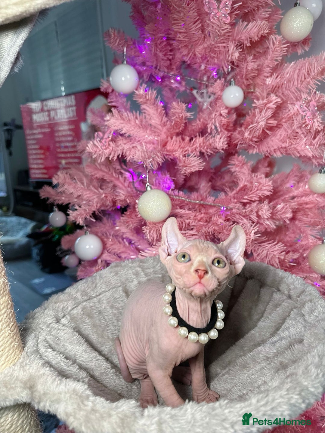 Sphynx cats for sale: 🌟 Stunning Sphynx & Elf Kittens  - Advert 19