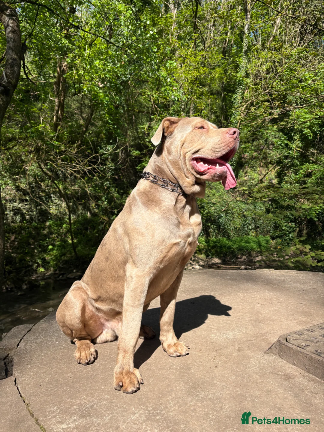 Mastiff dogs for stud: Cane corso x cataholla for stud in Bristol - Advert 3