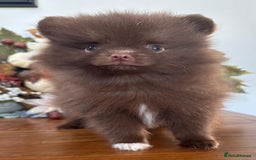 Pomeranian dogs for sale: 🧸🌈 Genuine Teddy Bear Poms Rainbow litter 🌈🧸 - Image 1