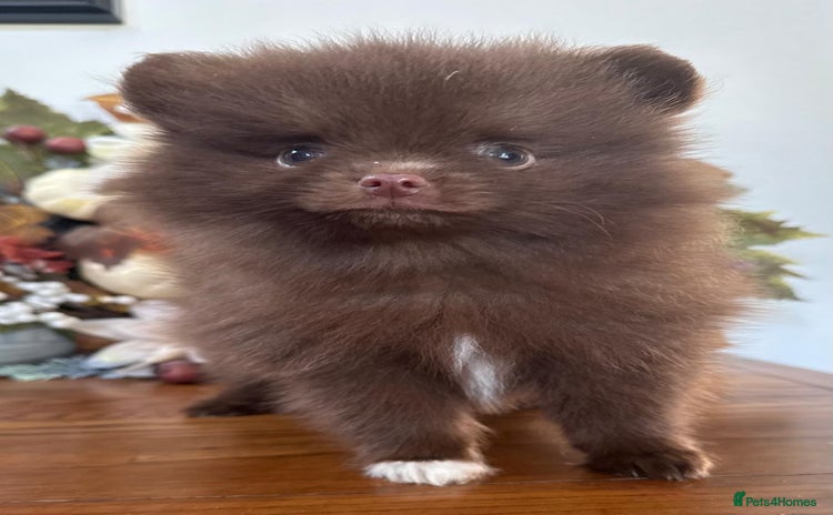 Pomeranian dogs - Advert 1