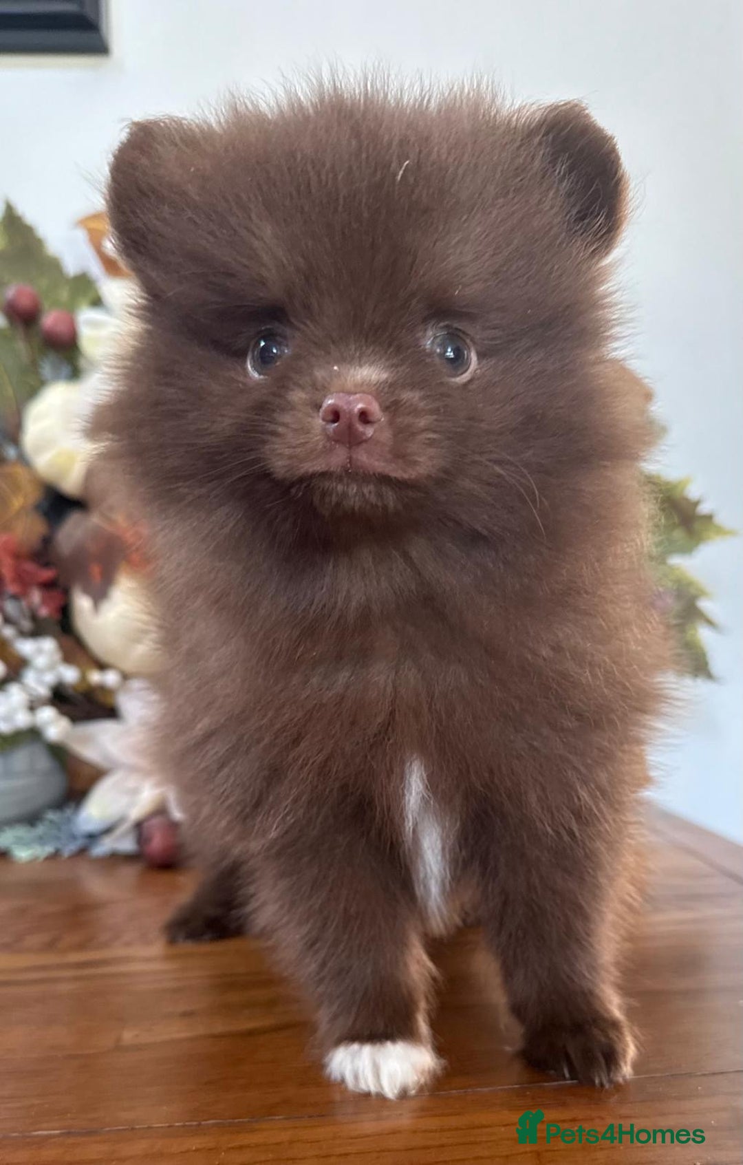 Pomeranian dogs for sale: 🧸🌈 Genuine Teddy Bear Poms Rainbow litter 🌈🧸 - Image 1