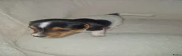 Jack Russell dogs for sale: Beautiful jack Russell puppy’s  - Advert 21