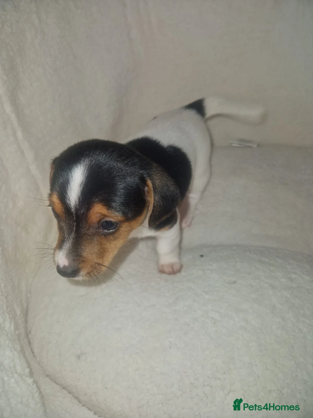 Jack Russell dogs for sale: Beautiful jack Russell puppy’s  - Advert 21