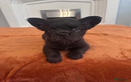 French Bulldog dogs for sale: Fluffy FrenchBulldogs - Image 21
