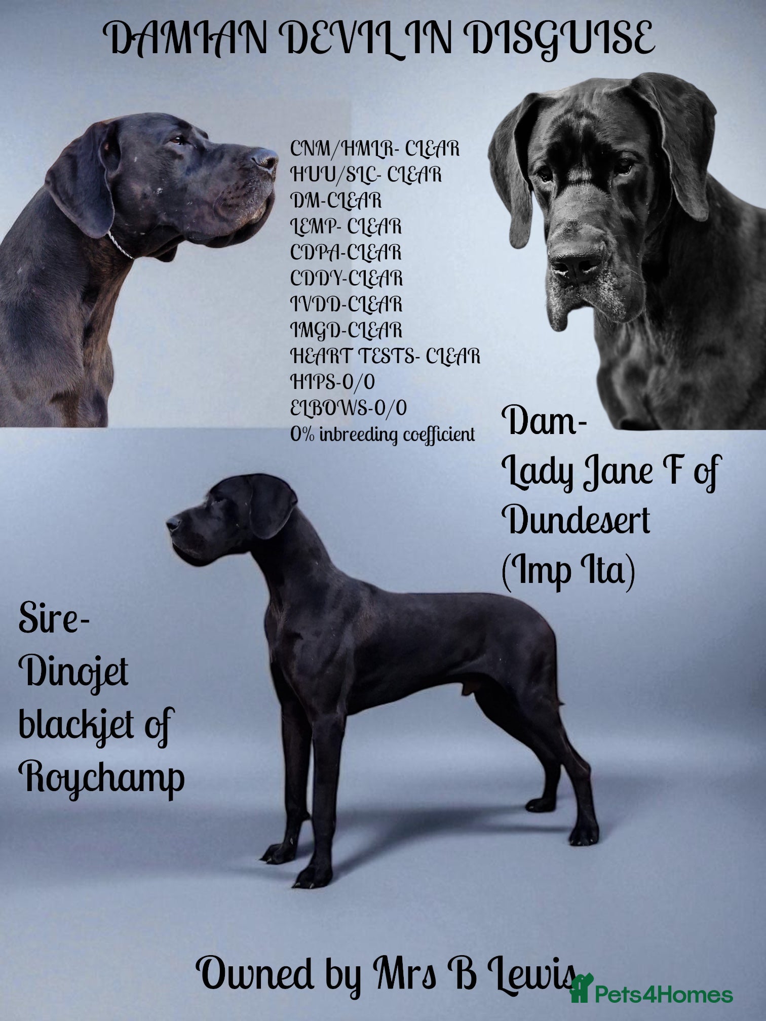 Great Dane dogs Solid Black Great Dane Stud KC Reg & Health tested - Advert 1