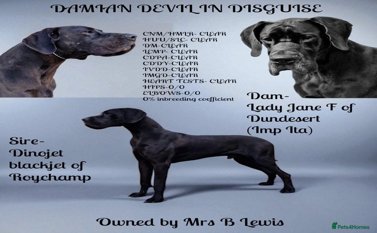 Great Dane dogs - Advert 1