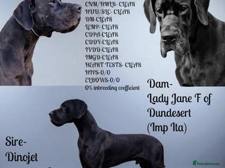 Great Dane dogs Solid Black Great Dane Stud KC Reg & Health tested - Advert 1