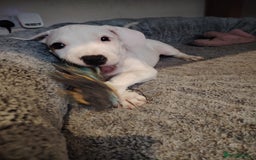 Mixed Breed dogs for sale: Strong, Healthy Presa x Staffy Pups Ready Now - Image 34