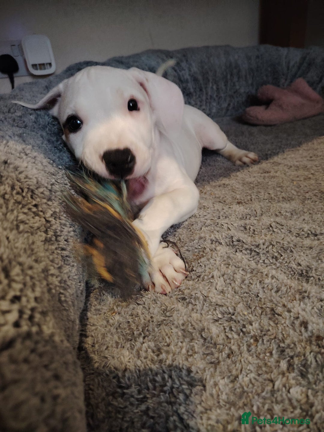 Mixed Breed dogs for sale: Strong, Healthy Presa x Staffy Pups Ready Now - Image 34