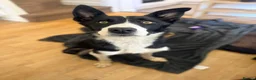 Border Collie dogs for sale: Bella  - Advert 2