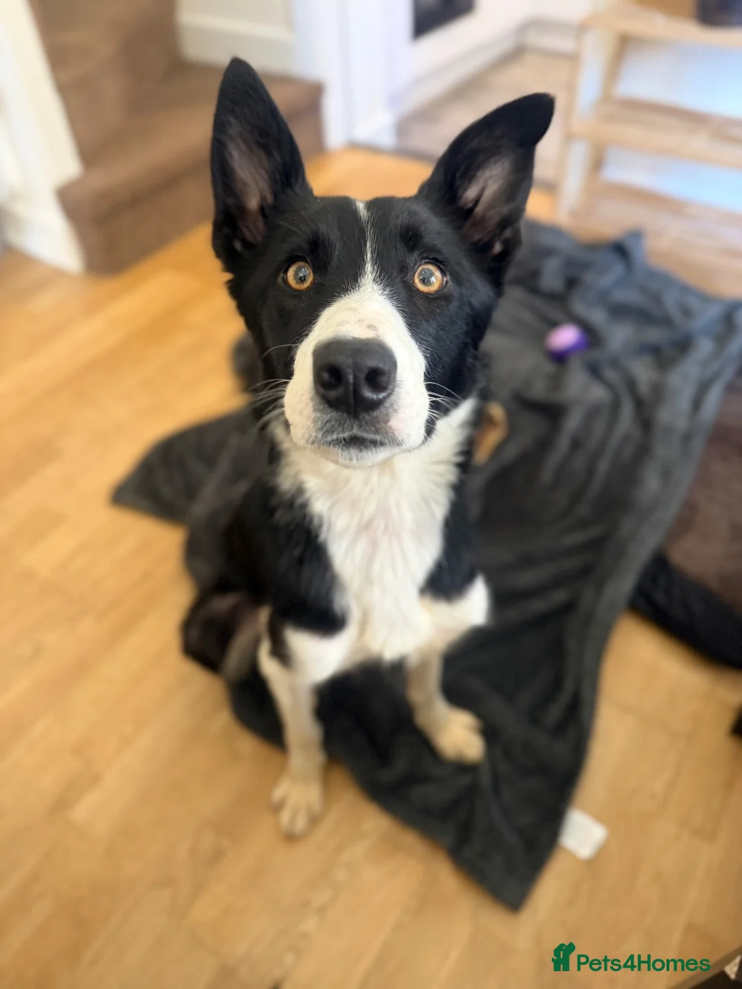 Border Collie dogs for sale: Bella  - Advert 2