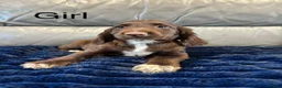 Cocker Spaniel dogs for sale: Cocker spaniel puppies ready now  - Advert 10