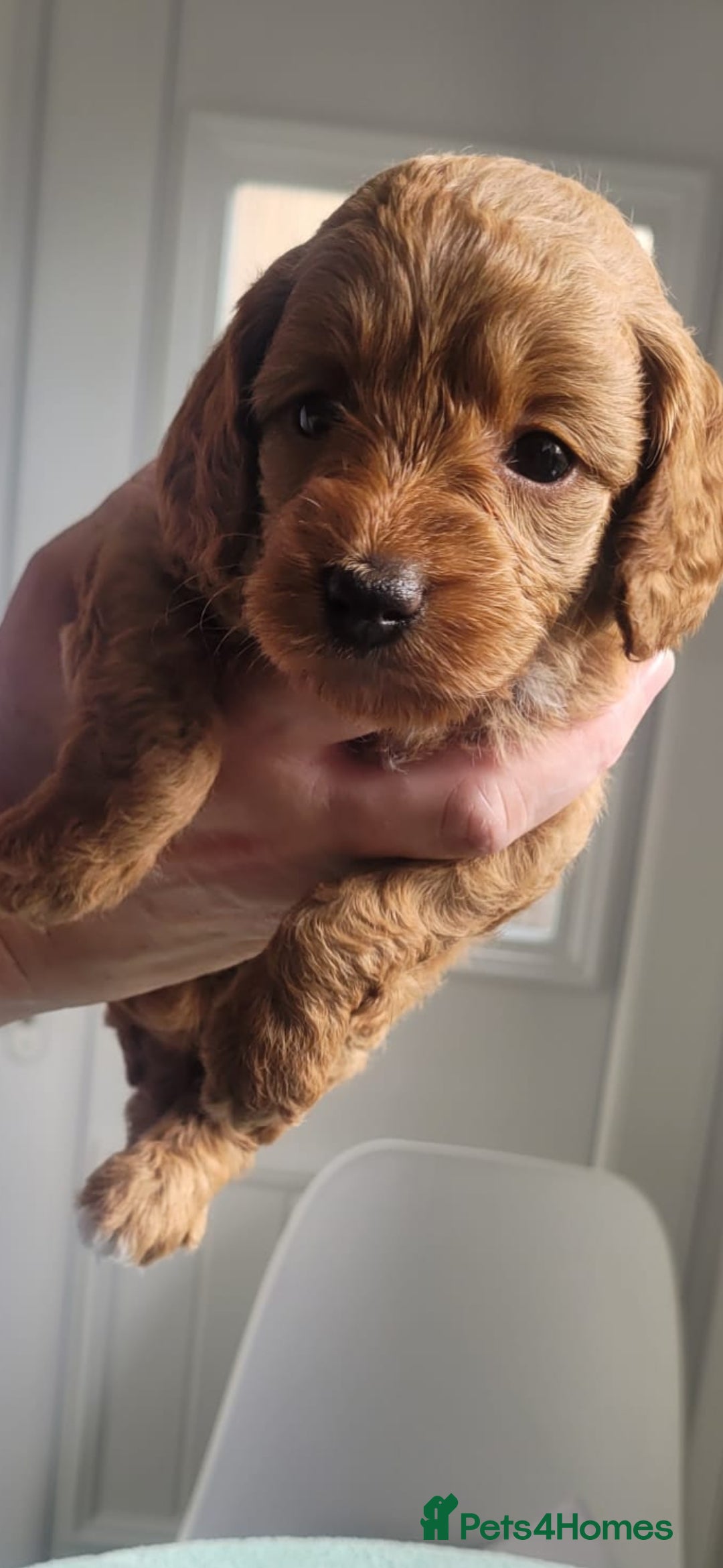 Cavapoo dogs HEALTH-TESTED CAVAPOOS. - Advert 2