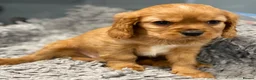 Cavalier King Charles Spaniel dogs for sale: 🐶 KC reg extensively health tested Cavalier 🐶  - Advert 23
