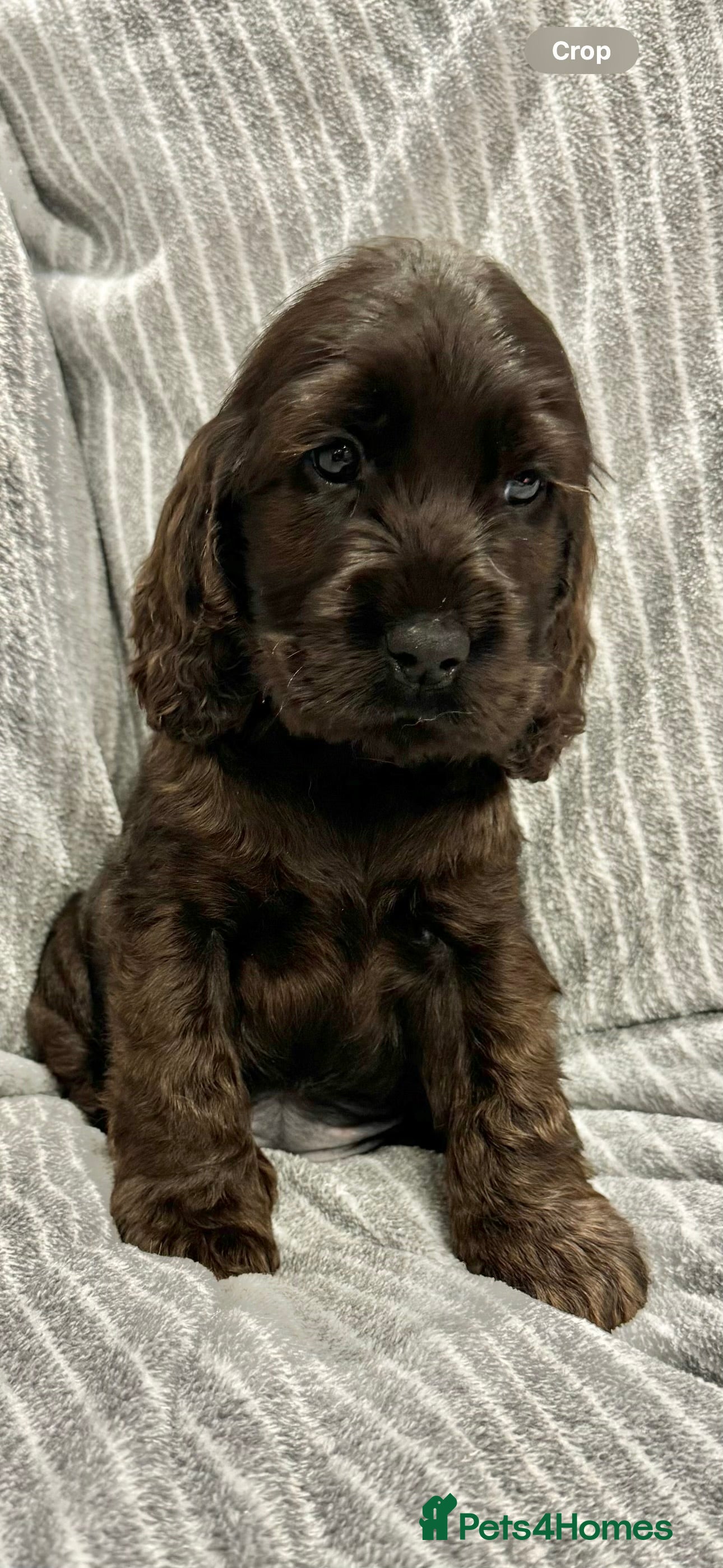 Cocker Spaniel dogs 🐶 Cocker Spaniel Puppies Ready Soon! 🏡 - Advert 13