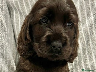 Cocker Spaniel dogs 🐶 Cocker Spaniel Puppies Ready Soon! 🏡 - Advert 6