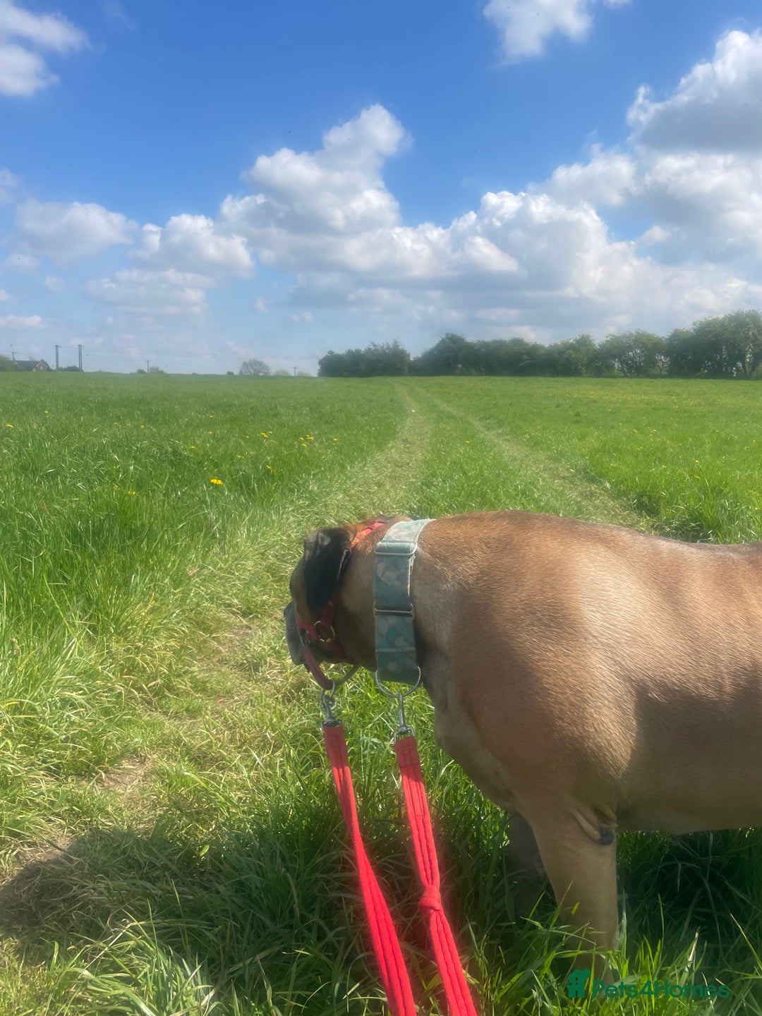 Boerboel dogs for sale: 7 year old male Boerboel for sale  - Image 6