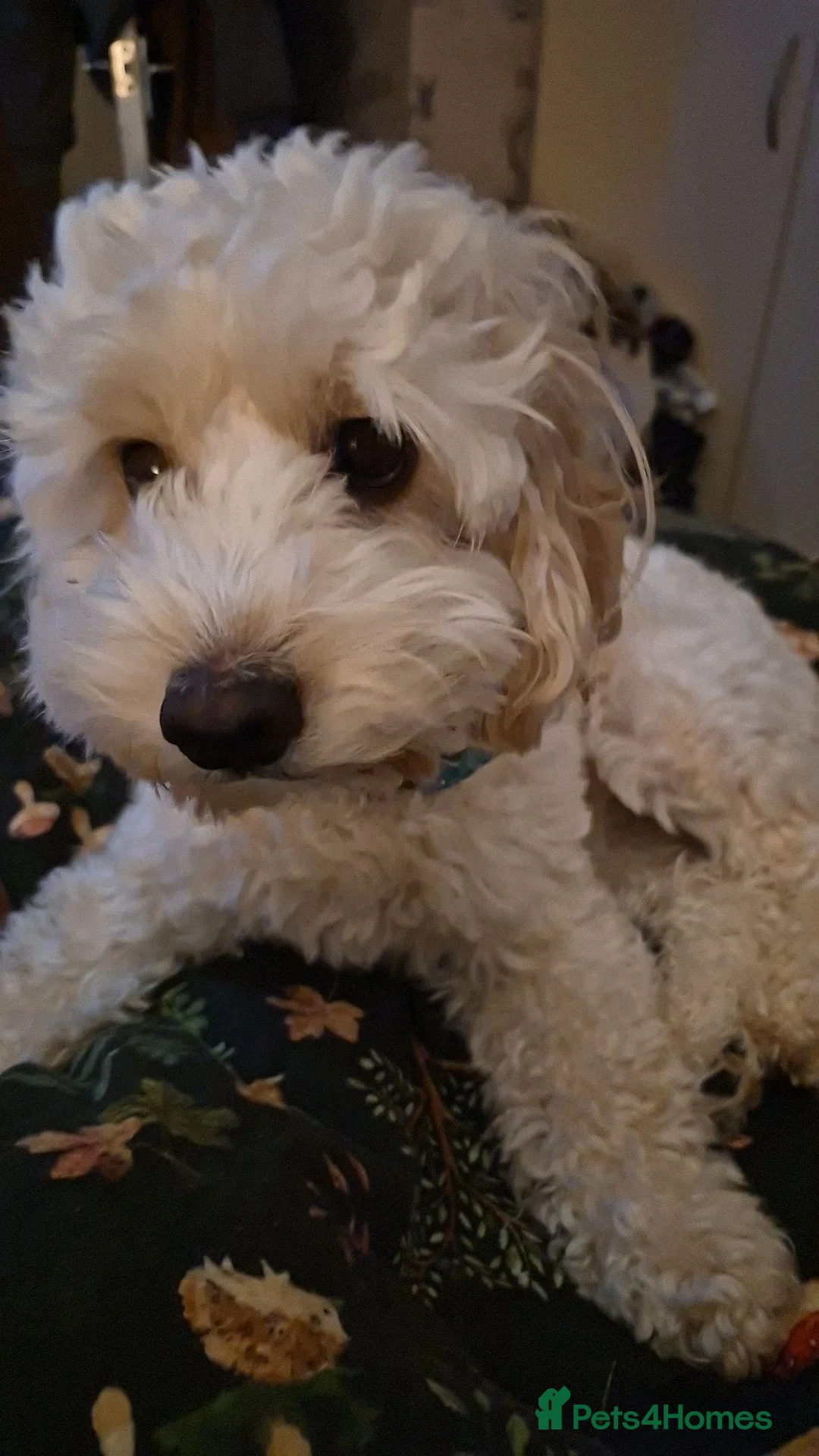 Mixed Breed dogs for stud: Beautiful cockerchon for stud in Scunthorpe - Advert 2