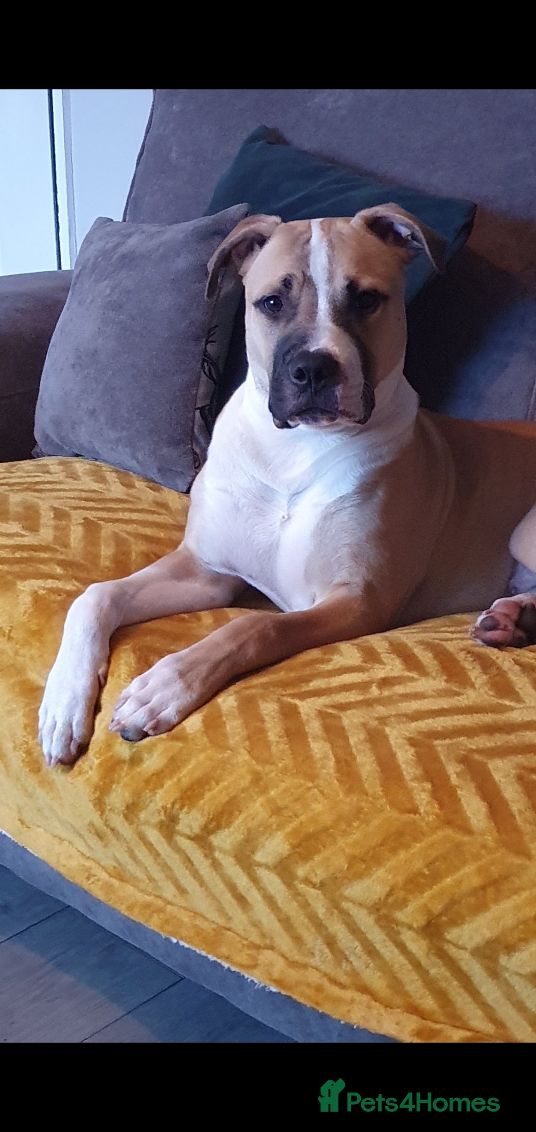 Mixed Breed dogs Puppy - Advert 4