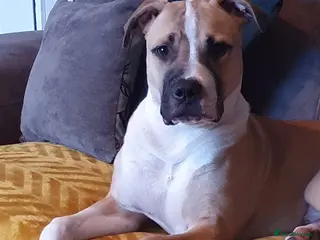 Mixed Breed dogs Puppy - Advert 4