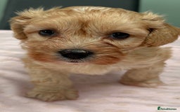 Maltipoo dogs for sale: Beautiful maltipoo puppies - Image 16