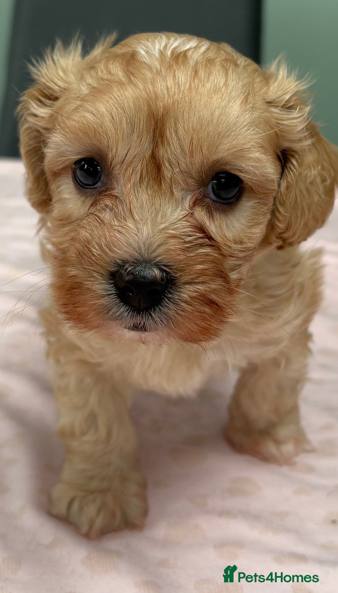 Maltipoo dogs for sale: Beautiful maltipoo puppies - Image 16