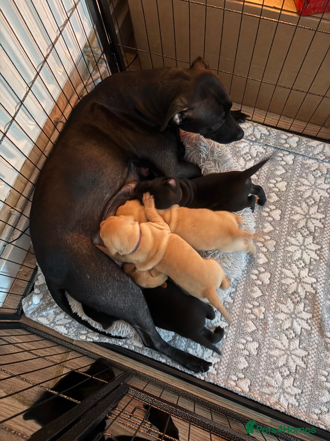 Mixed Breed dogs for sale: Beautiful Labrador x staffy puppies - Advert 1