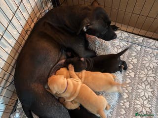 Mixed Breed dogs Beautiful Labrador x staffy puppies - Advert 18