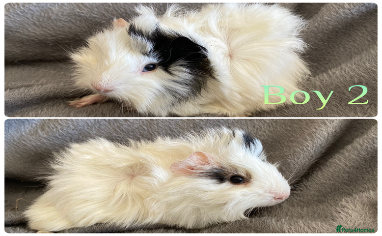 Guinea Pig rodents - Advert 11