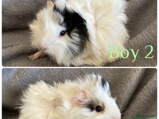 Guinea Pig rodents - Advert 17