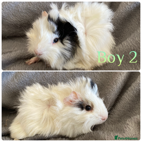 Guinea Pig rodents - Advert 18