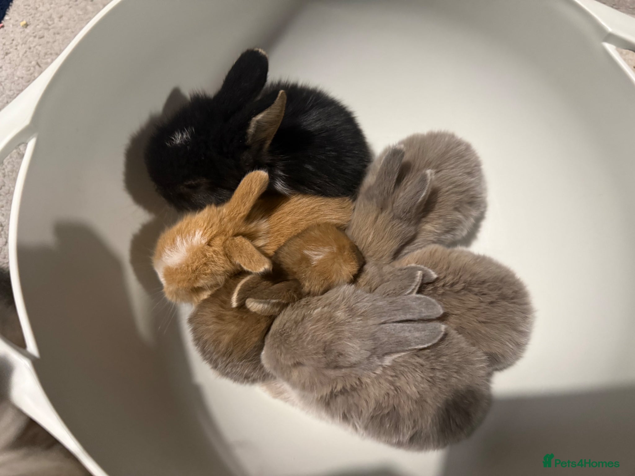 Mixed Breed rabbits Mini lop bunnies  - Advert 1