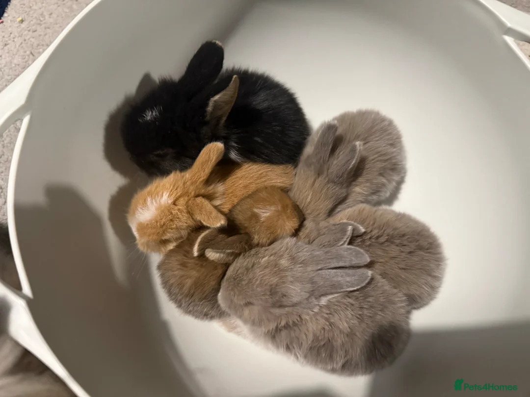Mixed Breed rabbits for sale: Mini lop bunnies  in Winchester - Advert 1