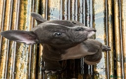 French Bulldog dogs for sale: French bulldog pups KC Reg - Image 2