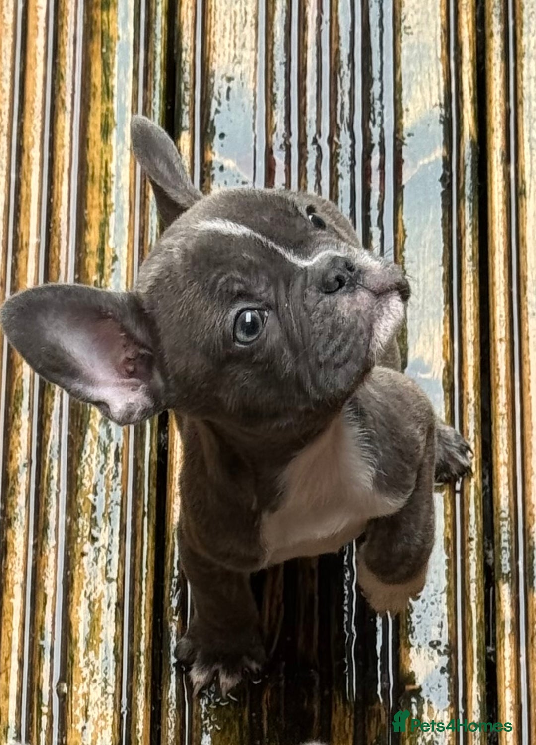 French Bulldog dogs for sale: French bulldog pups KC Reg - Image 2